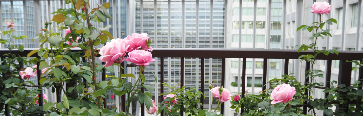 バラと草花のコラボレーション講座【草花講座】